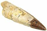 Fossil Spinosaurus Tooth - Real Dinosaur Tooth #322294-1